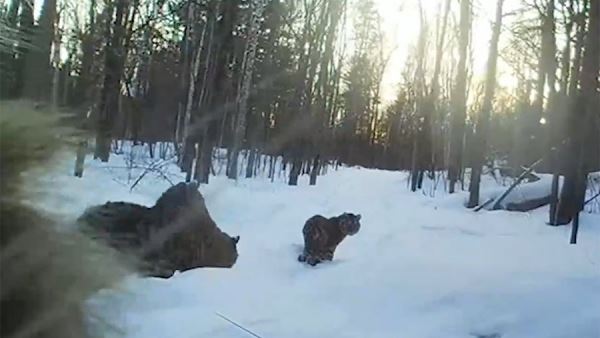 В Хабаровском крае детеныши амурского тигра повредили фотоловушку<br />
