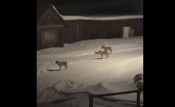 В поселке Республики Коми по ночам гуляют волки