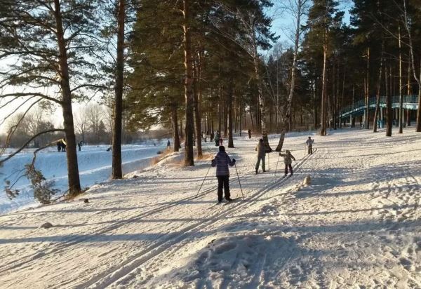В создании лесного парка жители Новосибирска увидели угрозу для своих домов